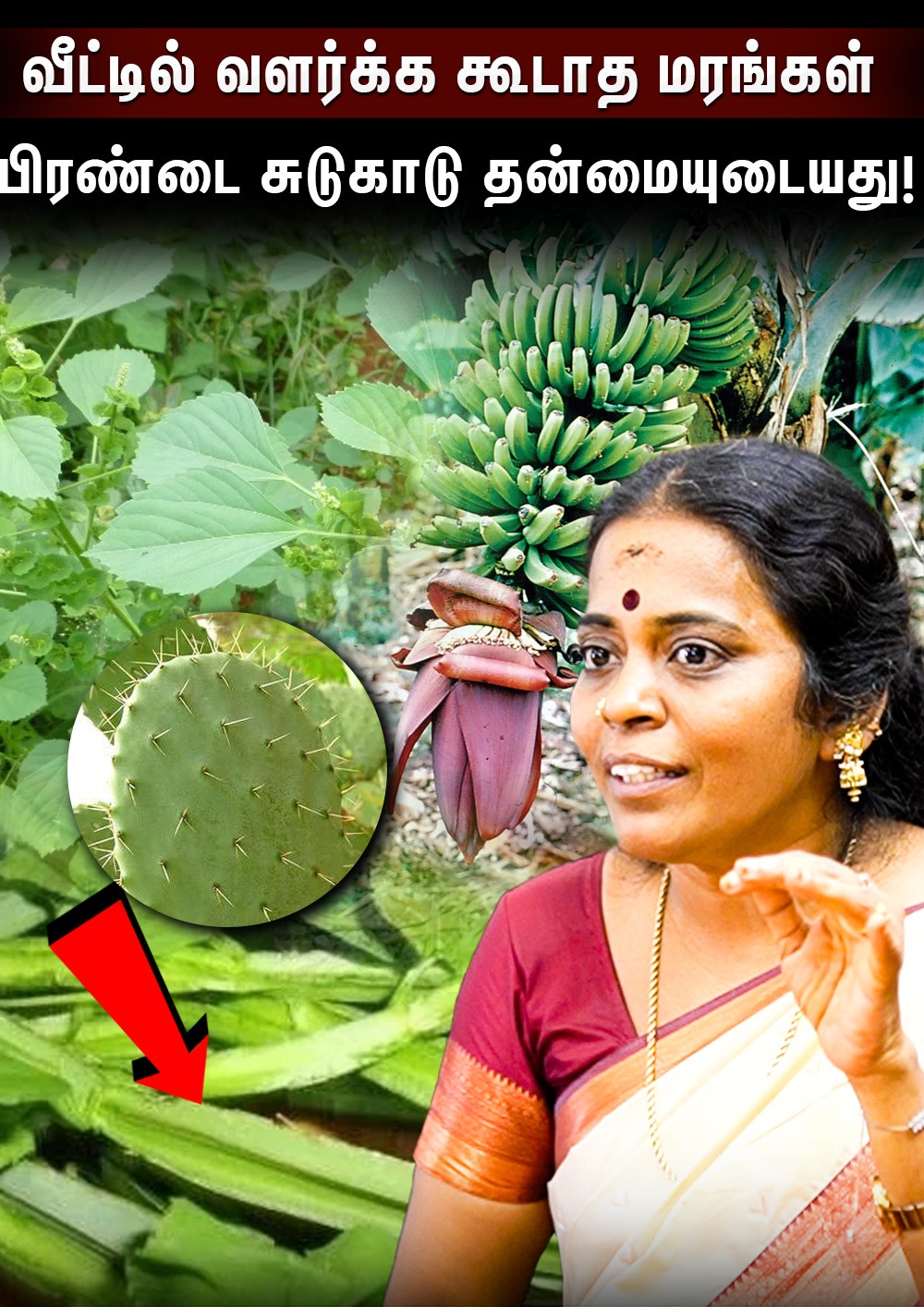 Naadi Jothider Jayanthi Ravi Interviewவீட்டில் வளர்க்க கூடாத மரங்கள்